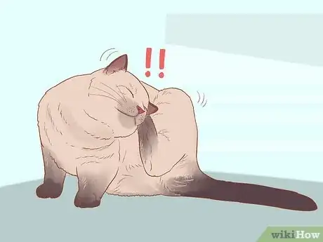 Image titled Train an Outdoor Cat to Use a Litter Box Step 17