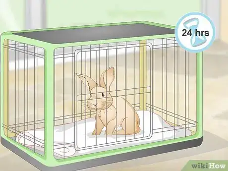 Image titled Determine Whether to Have Your Rabbit Neutered Step 8