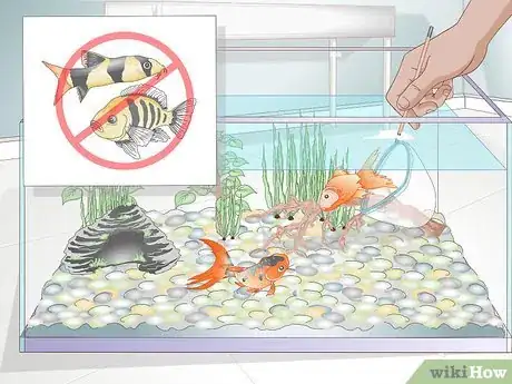 Image titled Play With a Goldfish Step 14