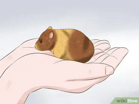 Image titled Tame a Hamster Step 8
