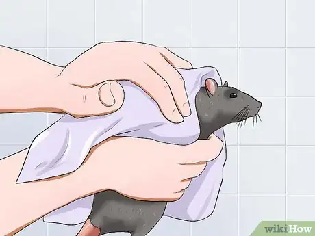 Image titled Keep a Pet Rat Clean Step 9