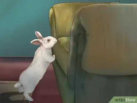 Image titled Get Your Bunny Used to You Step 11