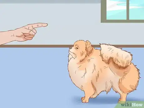 Image titled Take Care of a Pomeranian Step 1