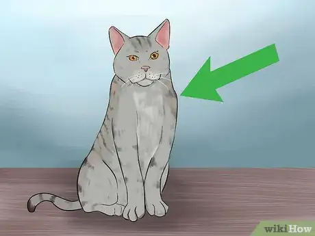 Image titled Identify a Li Hua Cat Step 7