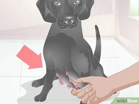 Image titled Diagnose Mastitis in Dogs Step 11