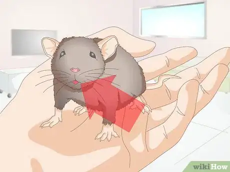 Image titled Keep Mice Cool in Hot Weather Step 10