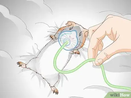 Image titled Treat Respiratory Problems in Guinea Pigs Step 6