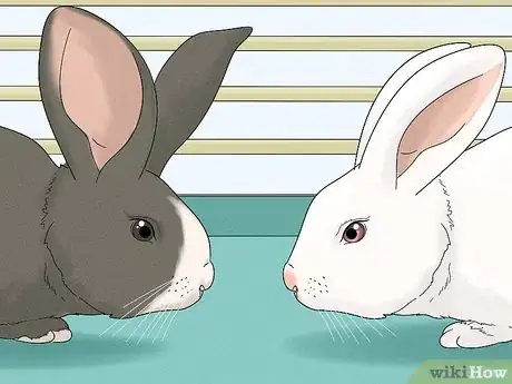 Image titled Stop a Bunny from Chewing Its Cage Step 11