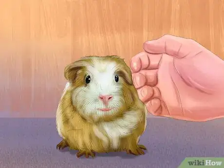 Image titled Help a Guinea Pig Feel Less Anxious Step 9