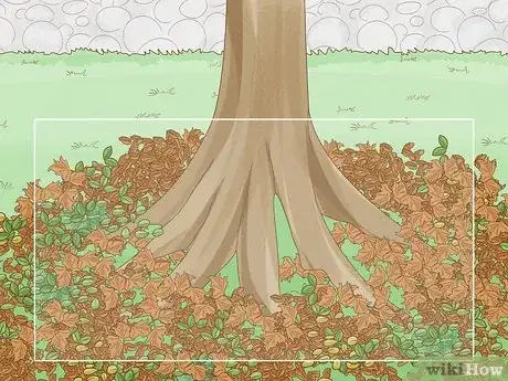 Image titled Know How Long It Takes for a Tree to Grow Step 13