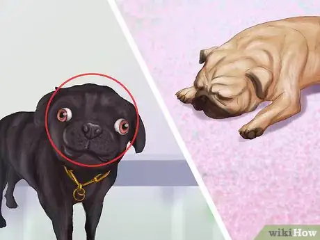 Image titled Live with a Pug Dog Step 14