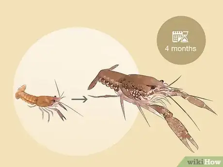 Image titled Set Up a Freshwater Crayfish Farm Step 16