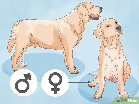 Image titled Select a Labrador Retriever Step 4