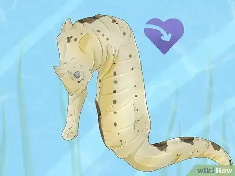 Image titled Care for a Seahorse Step 10