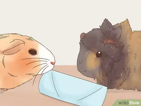 Image titled Care for Abyssinian Guinea Pigs Step 17