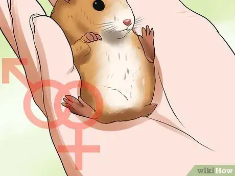 Image titled Learn When to Separate Hamsters Step 14