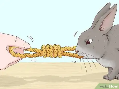 Image titled Play Tug of War with Your Rabbit Step 2