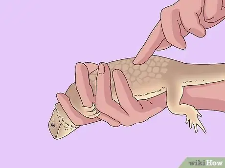 Image titled Buy a Bearded Dragon Step 3