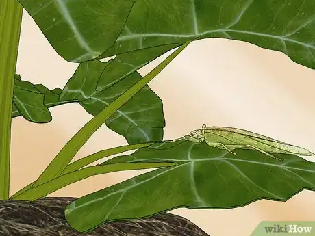 Image titled Take Care of a Katydid Insect Step 11