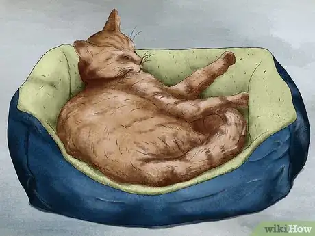 Image titled Encourage a Cat to Use Its Bed Step 1