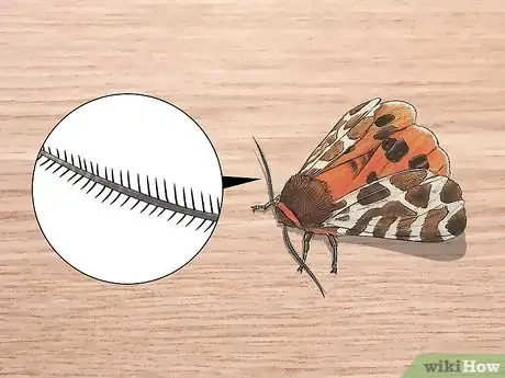 Image titled Identify Moths Step 1