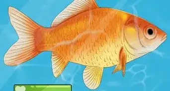 Choose Fish for a Freshwater Aquarium