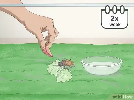 Image titled Care for a Madagascar Hissing Cockroach Step 7