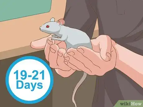 Image titled Breed Mice Step 10