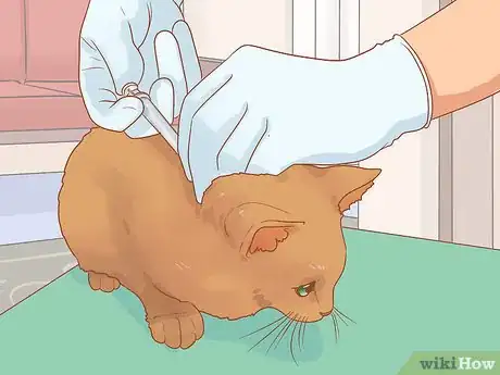 Image titled Identify and Treat Warbles in Cats Step 5