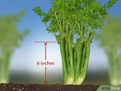 Image titled Harvest Celery Step 3