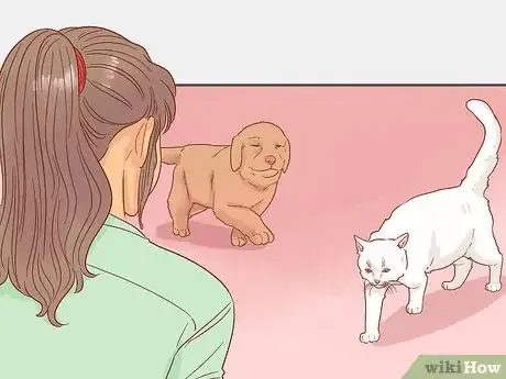Image titled Introduce a New Puppy to the Resident Cat Step 12