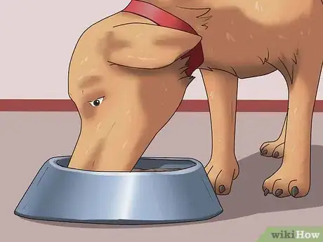 Image titled Get Your Dog to Swallow a Pill Step 6