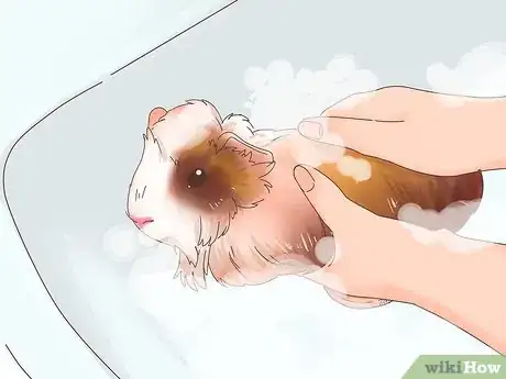 Image titled Care for Abyssinian Guinea Pigs Step 13