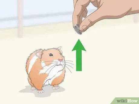 Image titled Teach a Hamster Tricks Step 3