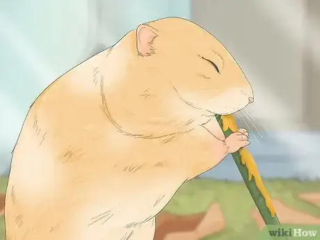 Image titled Train Your Hamster Step 16