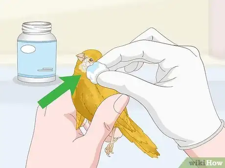 Image titled Treat Avian Pox in Canaries Step 1