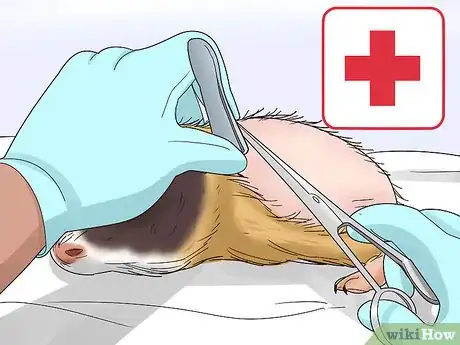 Image titled Diagnose and Treat Tumors in Guinea Pigs Step 6