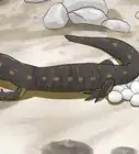 Catch a Salamander