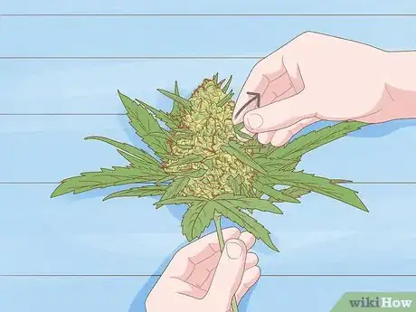 Image titled Dry and Cure Cannabis Step 4