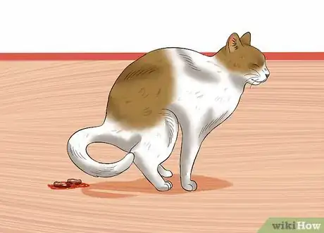 Image titled Give a Cat an Enema at Home Step 11