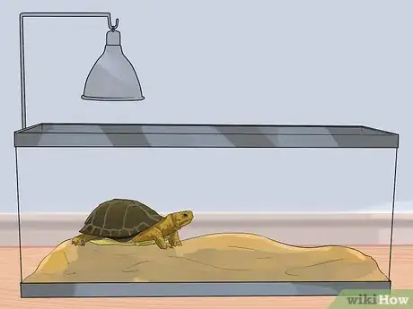 Image titled Take Care of a Land Turtle Step 13