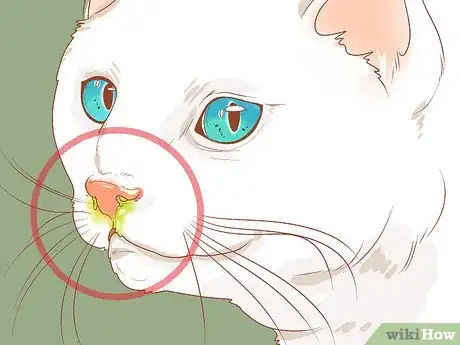 Image titled Treat a Cat with a Stuffy Nose Step 8