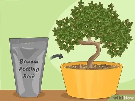 Image titled Revive a Bonsai Tree Step 12