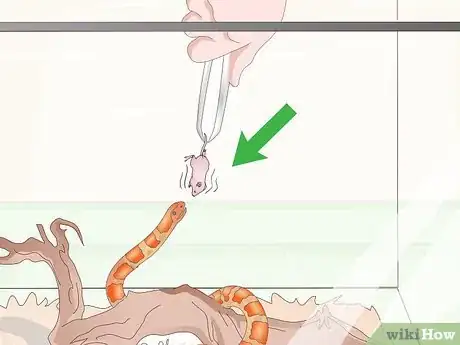 Image titled Care for Baby Cornsnakes Step 10
