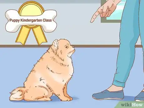 Image titled Take Care of a Pomeranian Step 2
