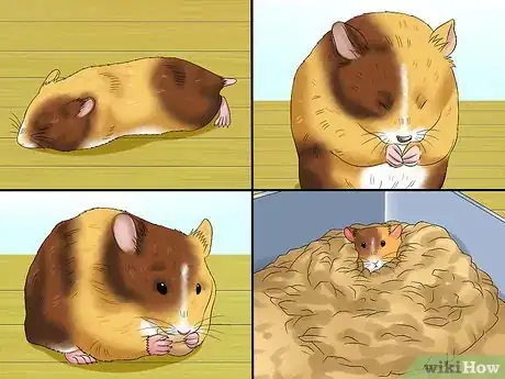 Image titled Know when Your Hamster Is Pregnant Step 8