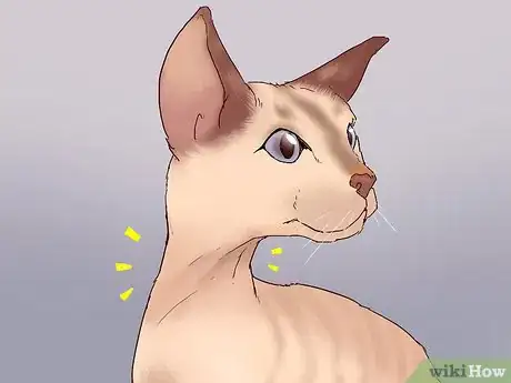Image titled Identify a Devon Rex Cat Step 5