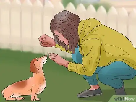 Image titled Make Your Wiener Dog Happy Step 12