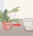 Grow a Plumeria