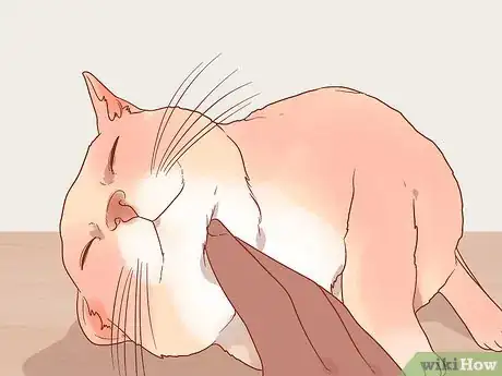 Image titled Greet a Cat Step 4